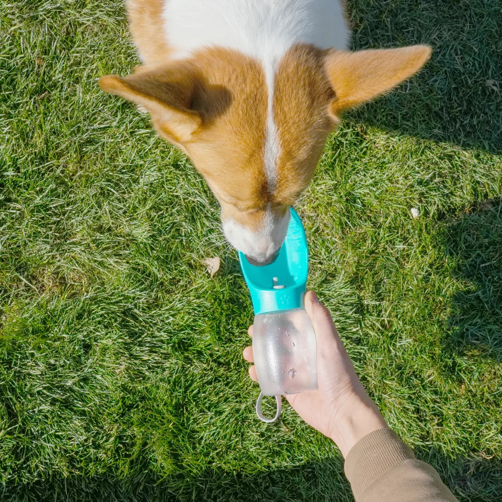 Portable Dog Water Bottle for Walks & Travel
